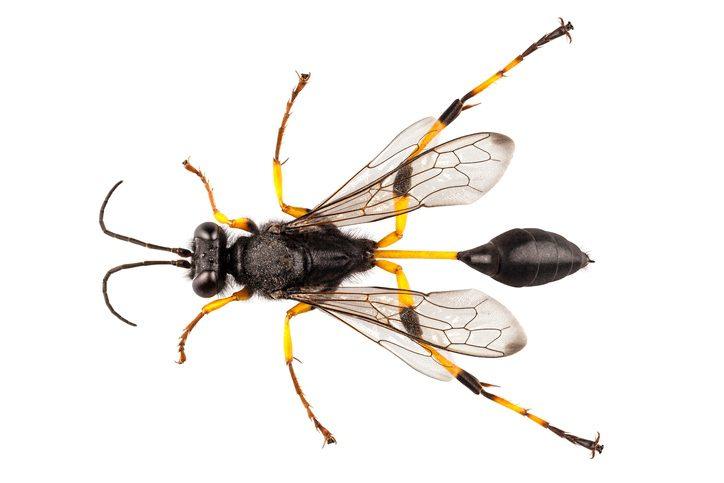 De kleine pottenbakkers van de Drôme: Mysterie tussen de horren 2 mud dauber