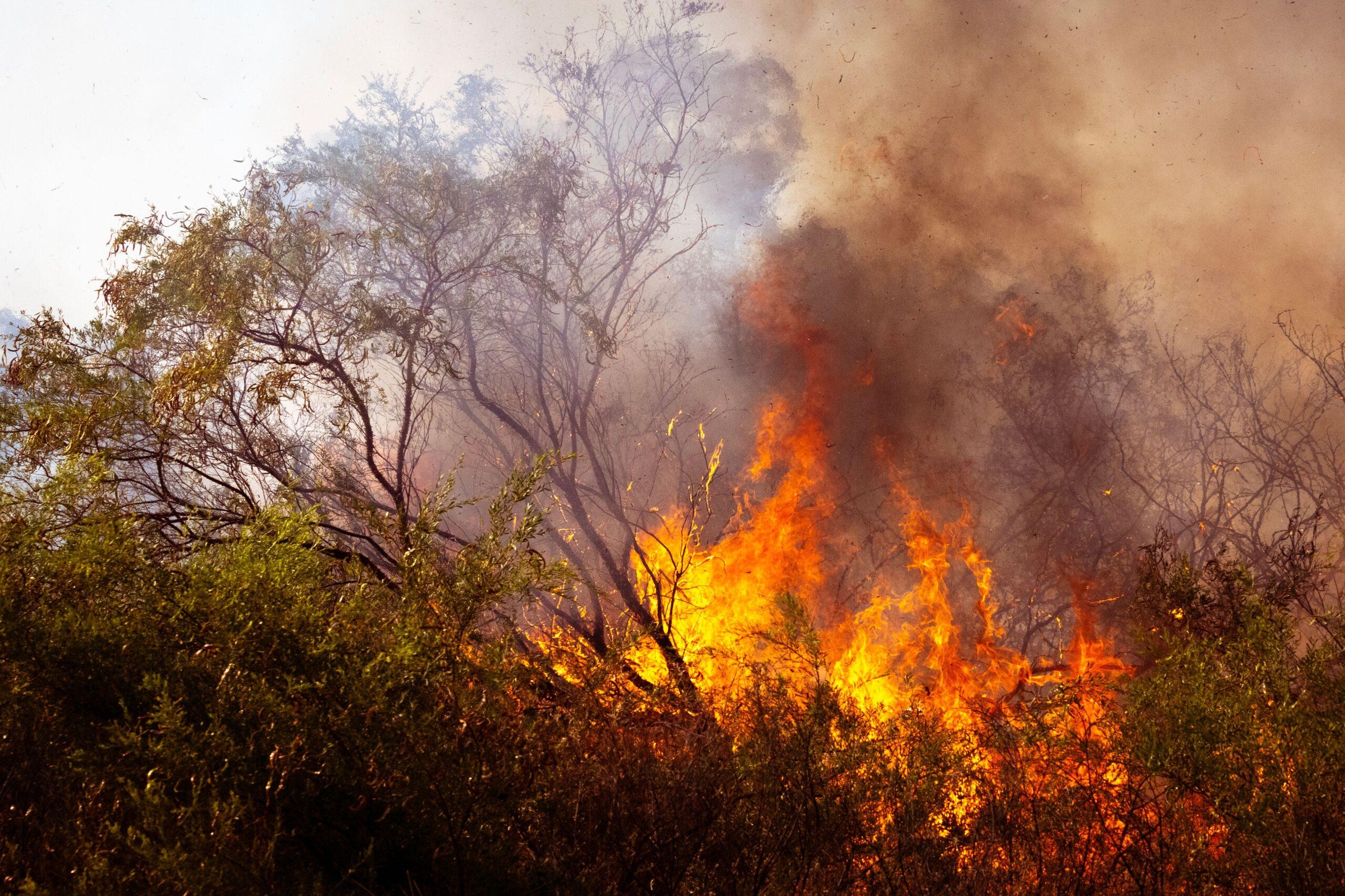 Bosbrand: 100 brandweerlieden en vier Canadair-blusvliegtuigen ingezet; vijf hectare is al verbrand in de Roanne-vallei. 1 Bosbrand scaled